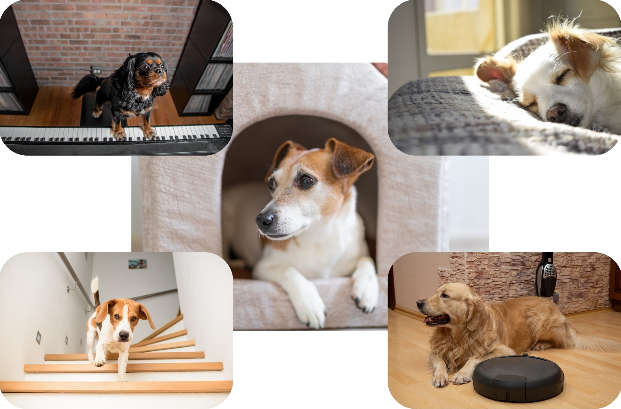 犬お留守番.jpg