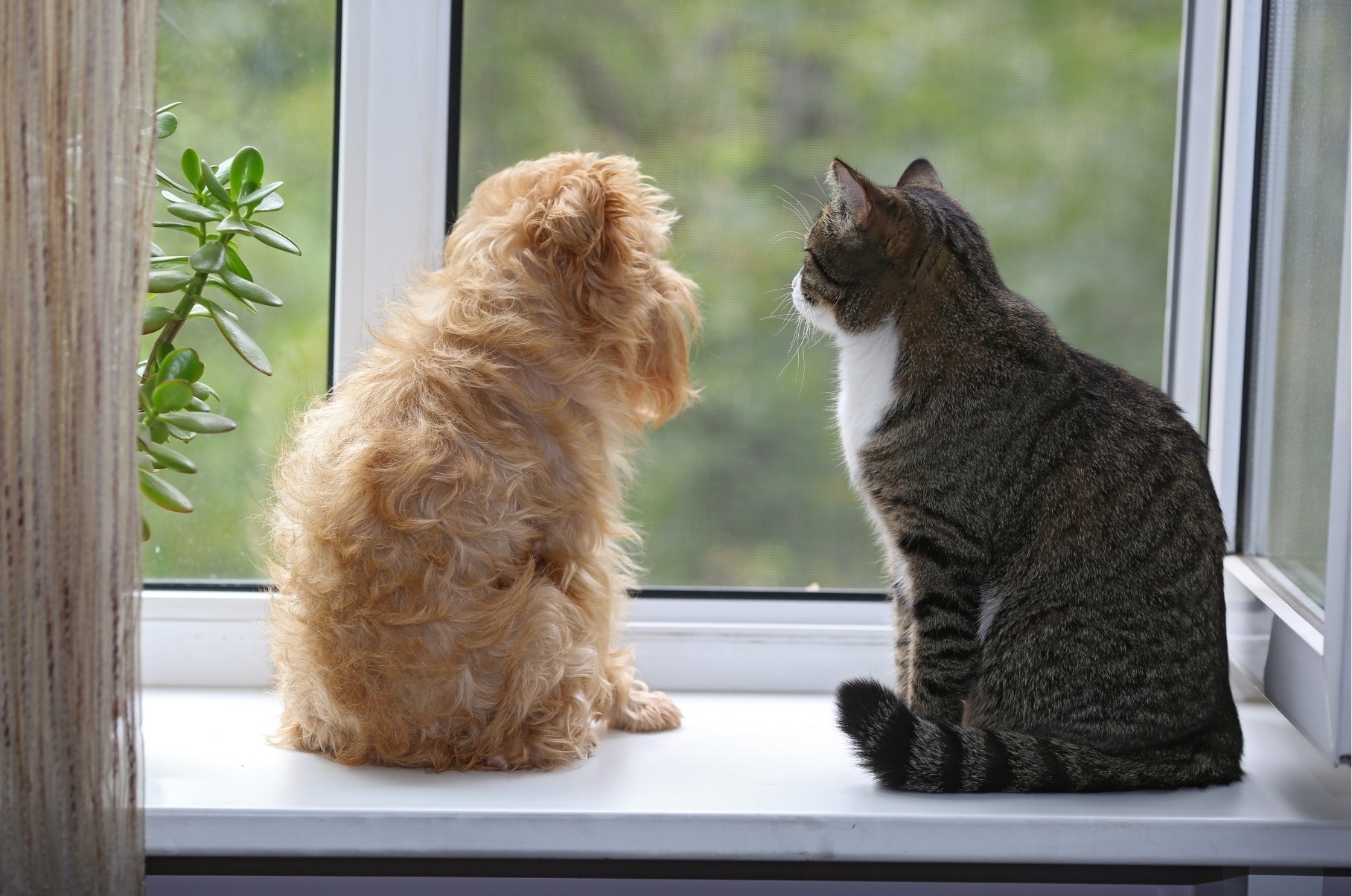 1猫犬.jpg
