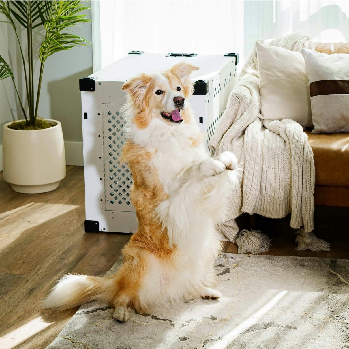 家族と犬 (1).jpg
