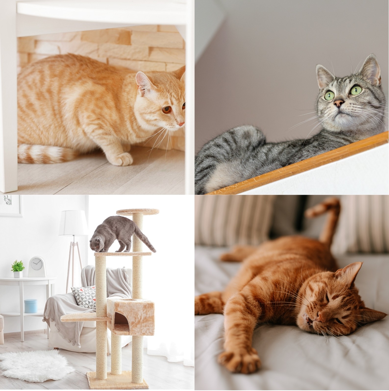 猫なぜ (1).jpg